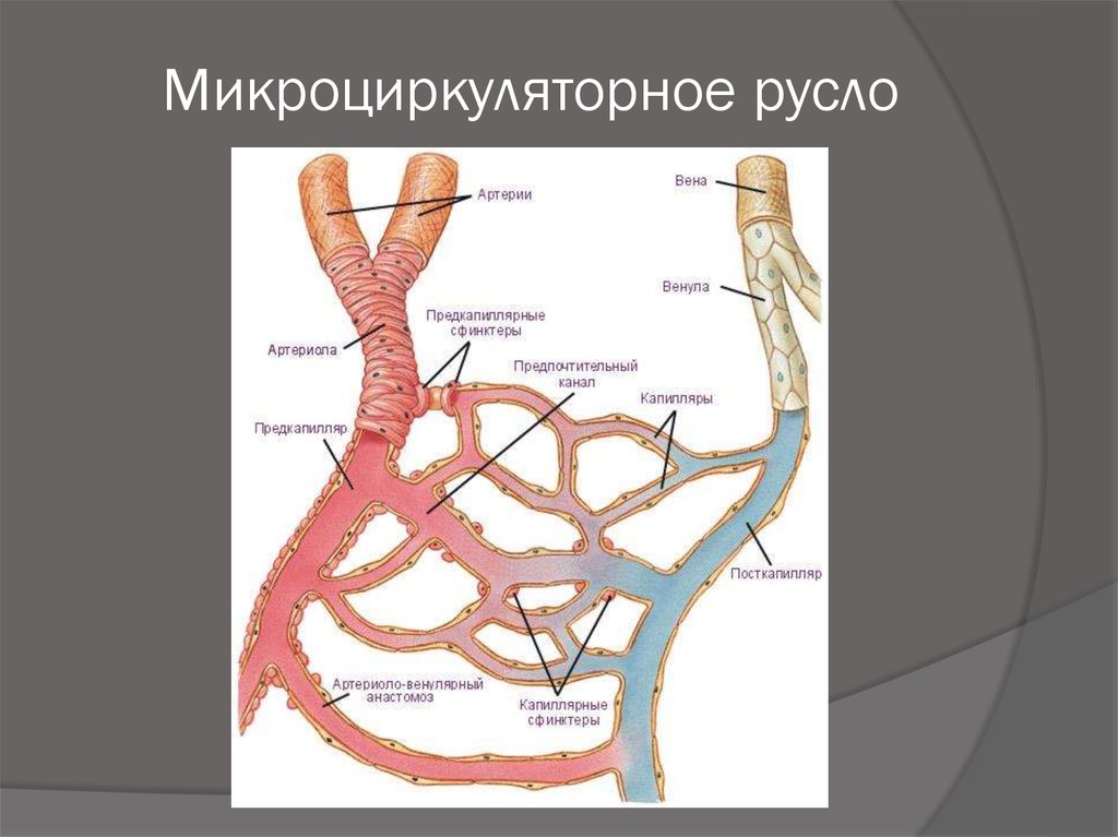 Артерия в вене. Сосуды микроциркуляторного русла гистология. Строение микроциркуляторного русла физиология. Гемомикроциркуляторное русло анатомия. Микроциркуляторное русло Тип строения.