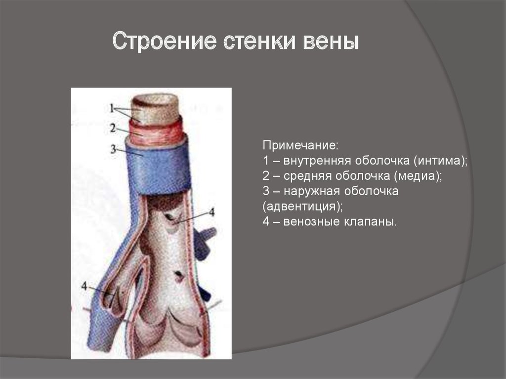 Вены стенки состоят