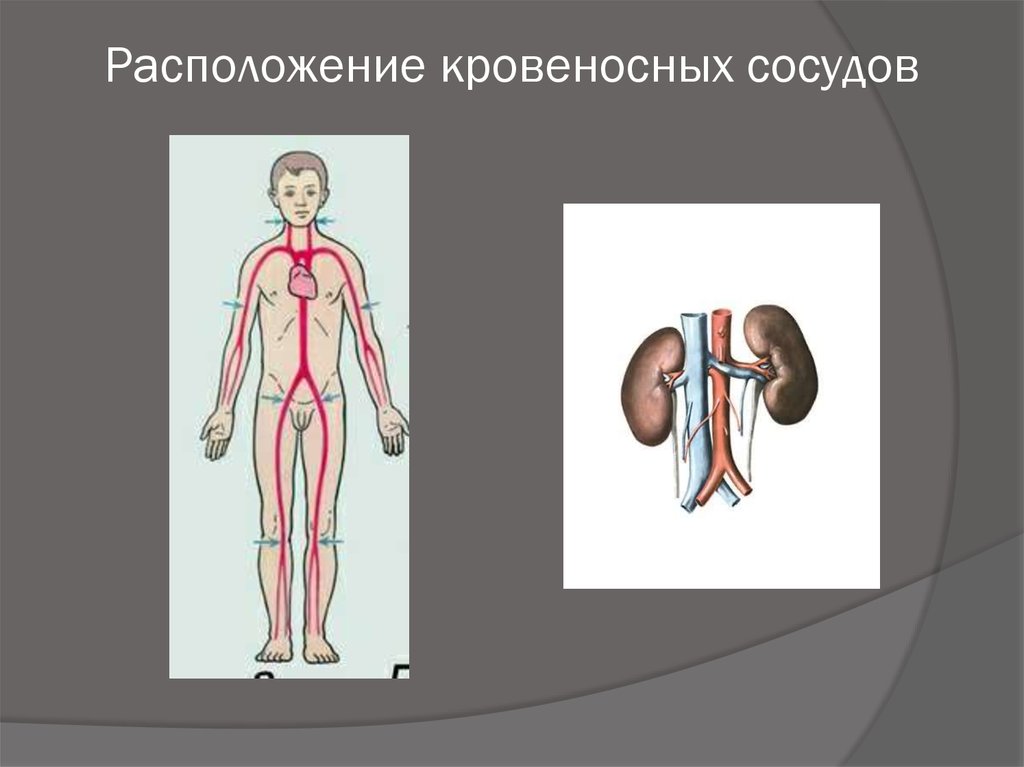 Расположите кровеносные. Расположение кровеносных сосудов. Близко расположенные кровеносные сосуды.