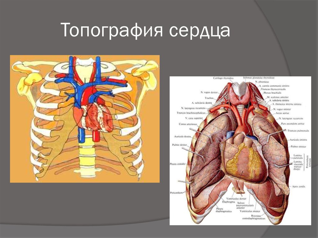 Топография сердца схема