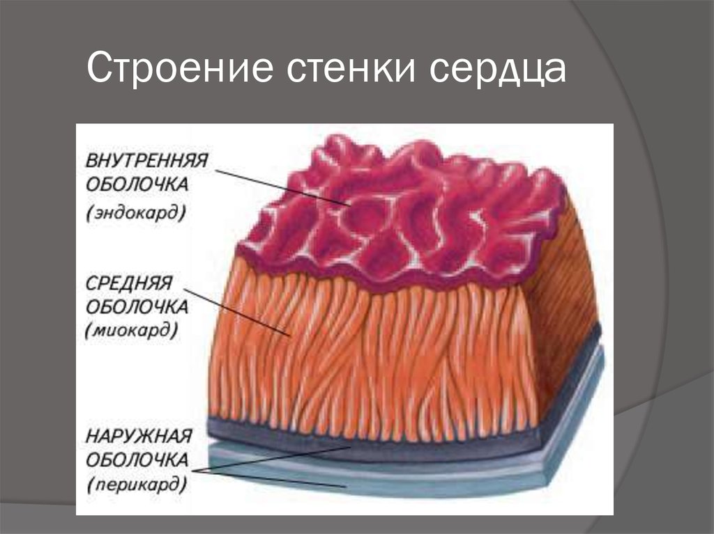 Срез стенки сердца рисунок - 91 фото