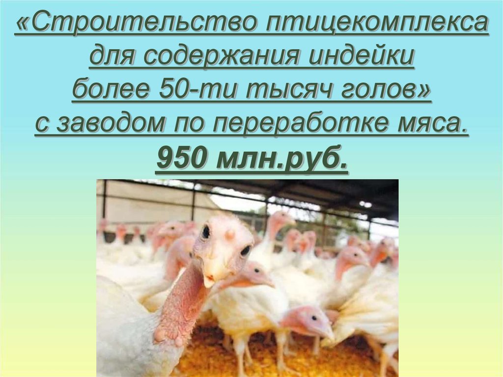 «Строительство птицекомплекса для содержания индейки более 50-ти тысяч голов» с заводом по переработке мяса. 950 млн.руб.
