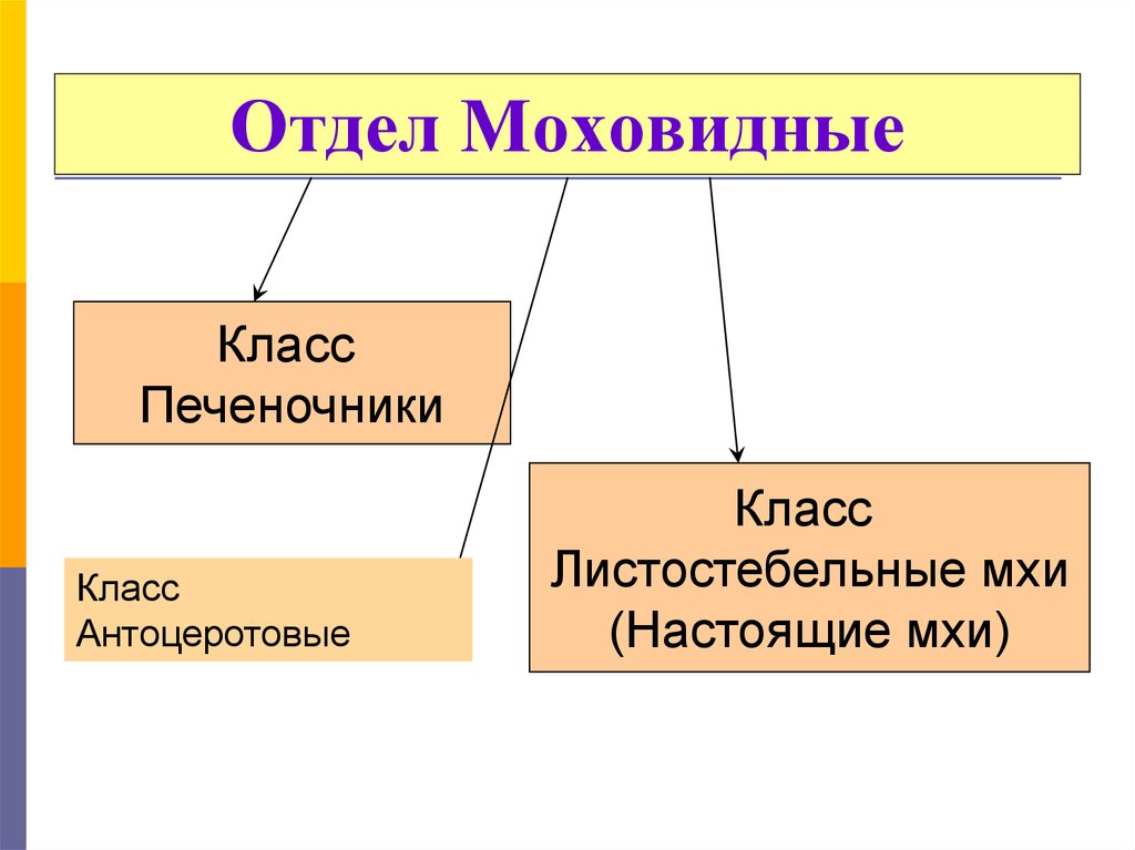 Отдел моховидные презентация