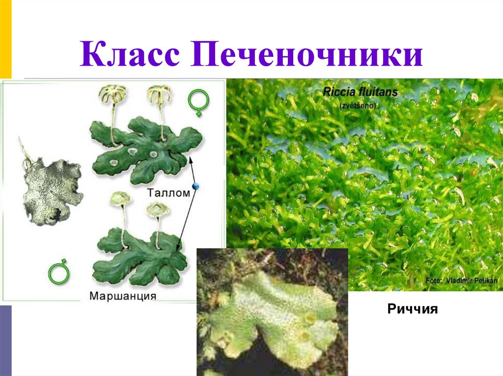 Класс Печеночники