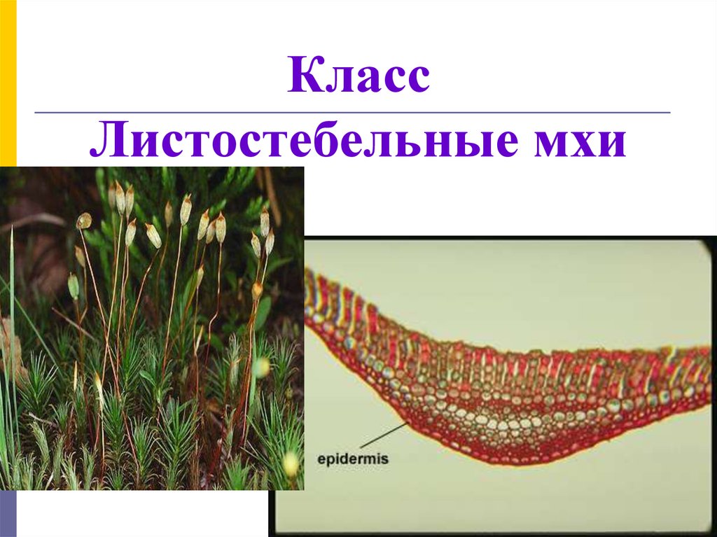 Отдел моховидные печеночники. Отдел мхов биология 7 класс. Отдел мхов биология 7 класс. Отдел моховидные. Классификация мхов.