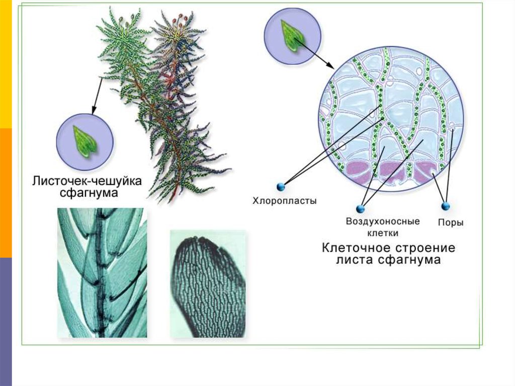 Строение сфагнума