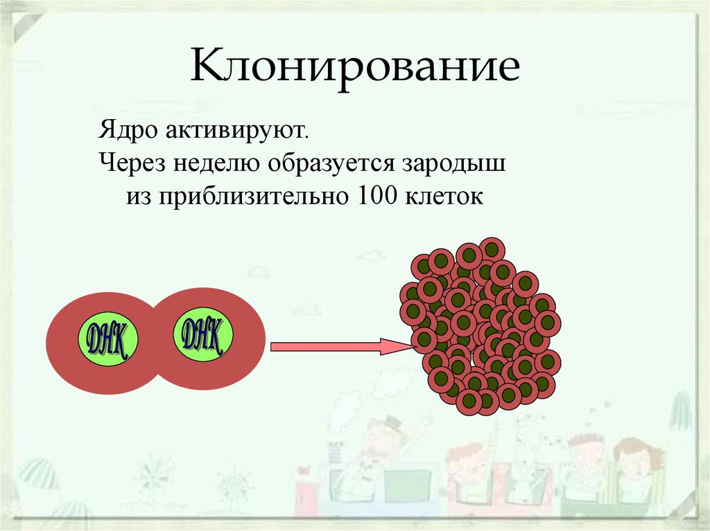 Клонирование презентация по биологии 11 класс