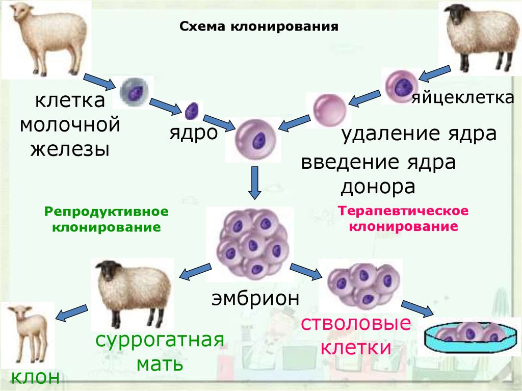 Презентация на тему клонирование