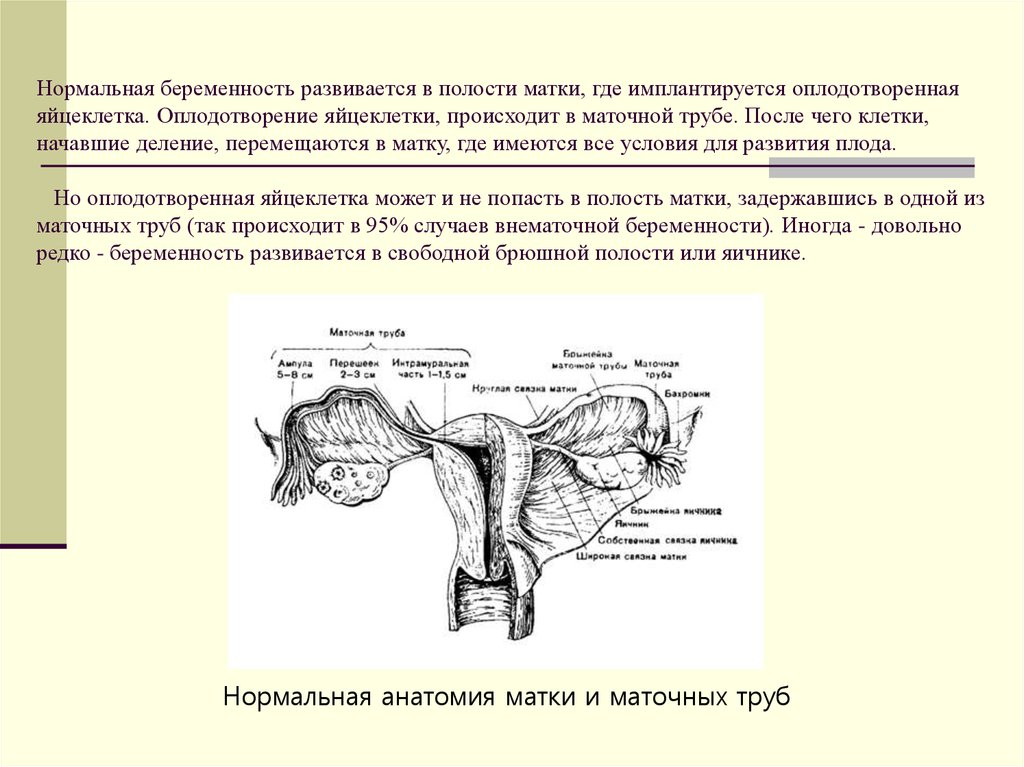 Оплодотворение в полости матки. Оплодотворение происходит в ампулярной части маточной трубы. Оплодотворение происходит в отделе маточной трубы. Беременность в ампуляреой части матрчеой труьы.