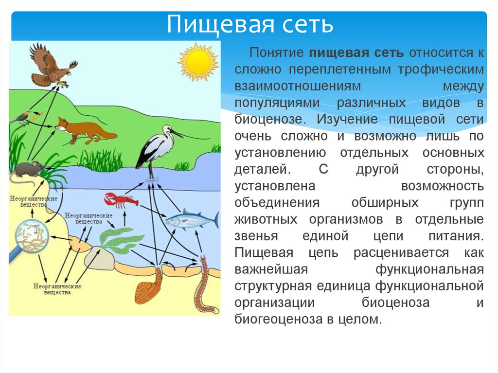 Схема биоценоза луга