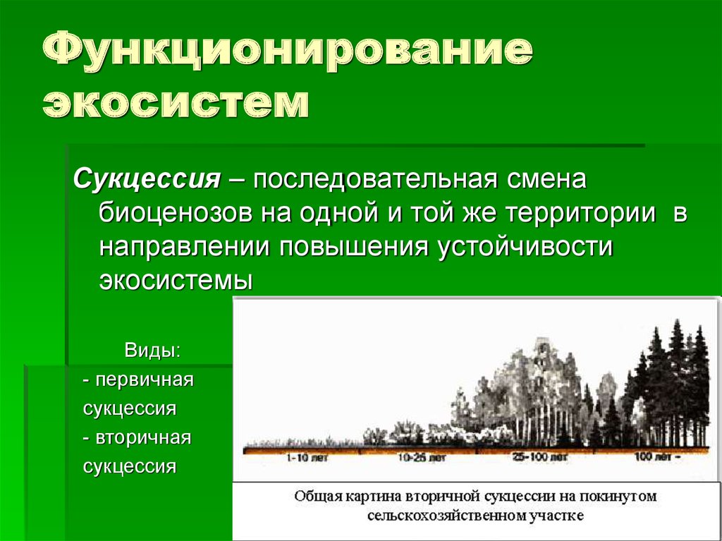 Причины устойчивости и смены экосистем сукцессии презентация