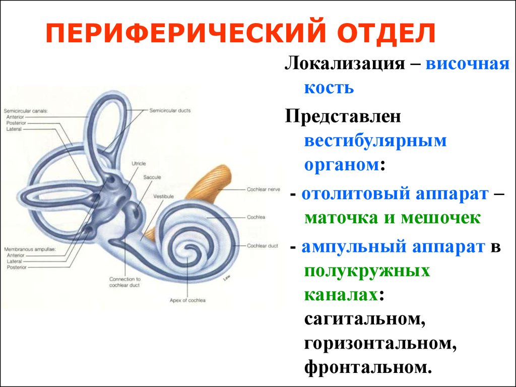 Рецепторный орган слуха. Схема периферического отдела вестибулярного анализатора. Строение периферического отдела вестибулярной сенсорной системы. Строение внутреннего уха отолитовый аппарат. Функции периферического отдела вестибулярного анализатора.