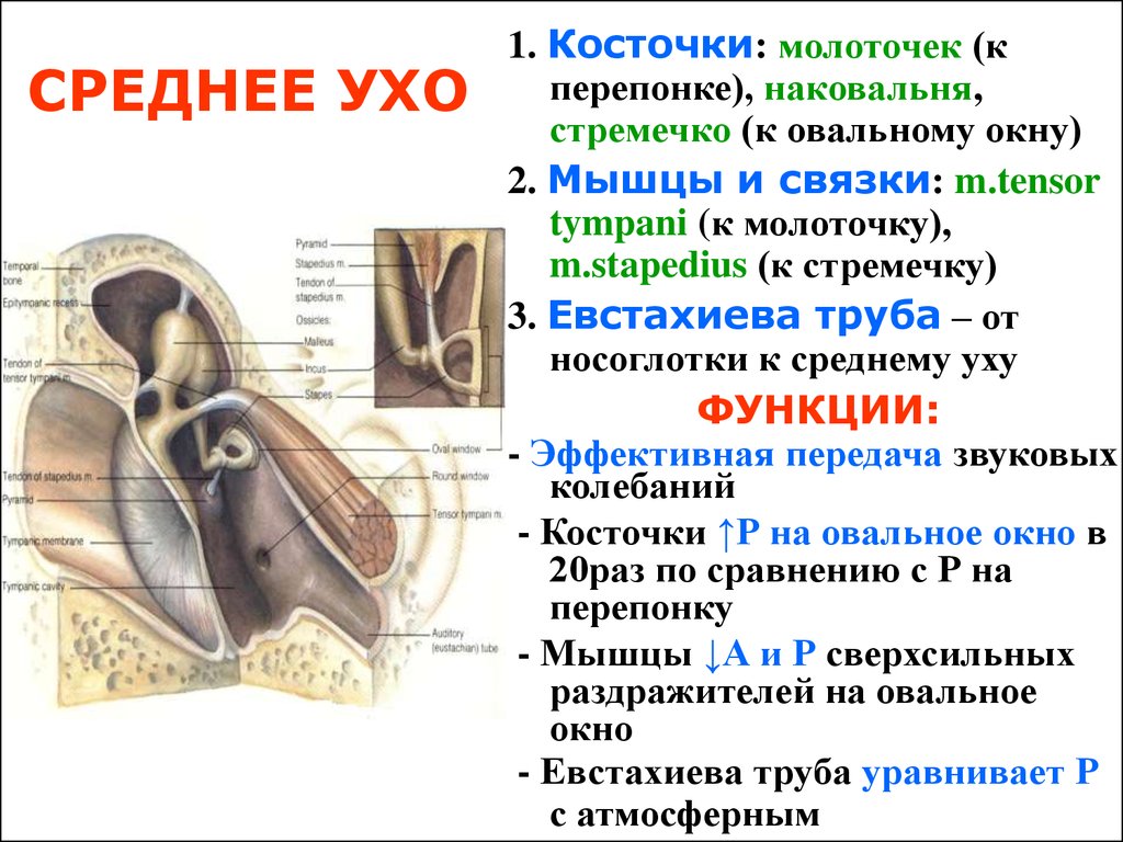 Какой цифрой на рисунке обозначена евстахиева труба