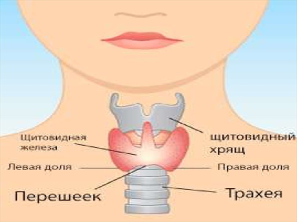 Где находится щитовидная железа. Доли и перешеек щитовидной железы. Щитовидный хрящ. Щитовидный хрящ и щитовидная железа. Щитовидный хрящ у детей.