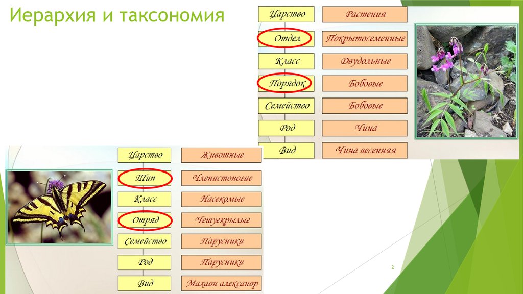 Основные таксономические группы