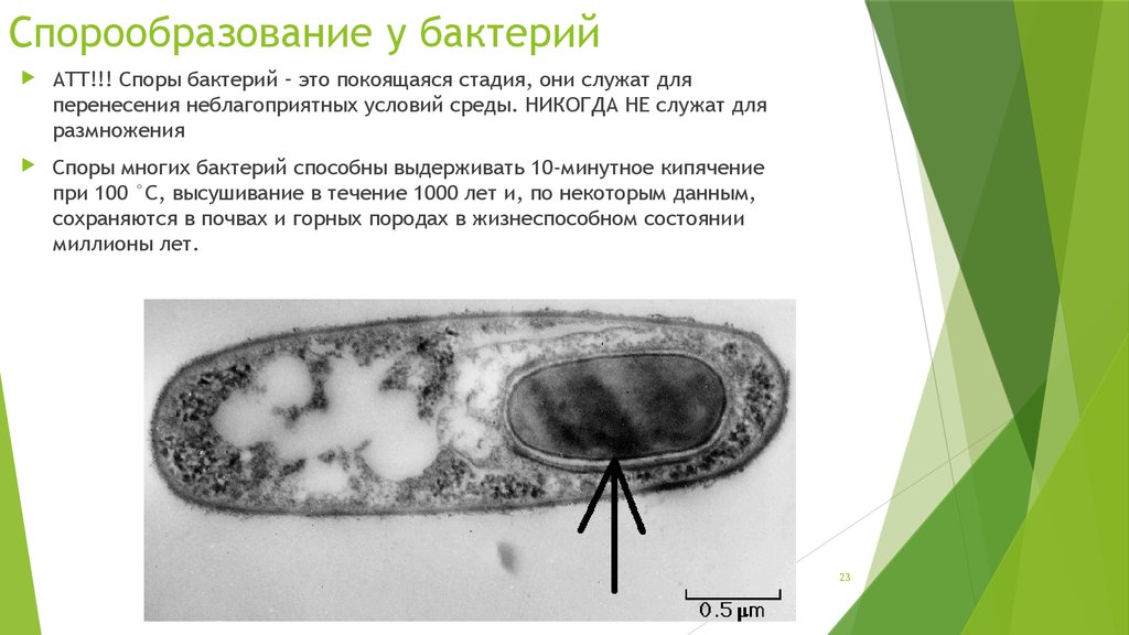 Спора бактерий картинки