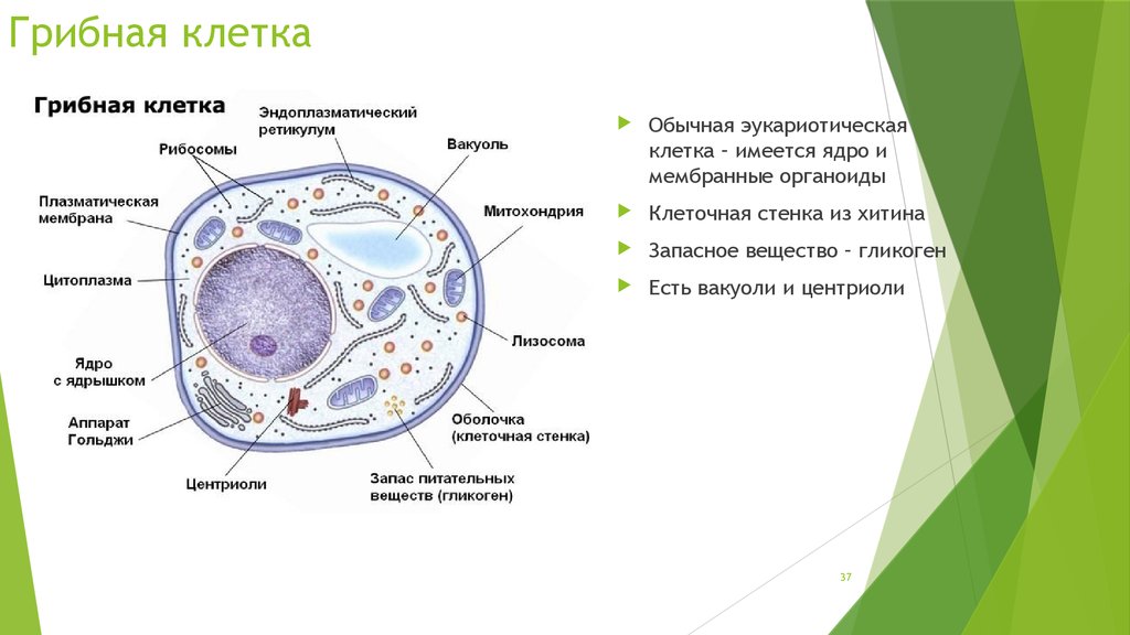 Эукариотических организмов имеется. Строение эукариотической клетки грибной. Строение грибной клетки эукариот. Клетка гриба строение и функции. Органоиды грибной клетки строение.