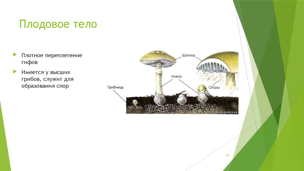Споры грибов служат для. Плодовое тело шляпочного гриба служит для образования спор. Плодовое тело. Плодовое тело служит для. Плодовое тело у высших грибов.