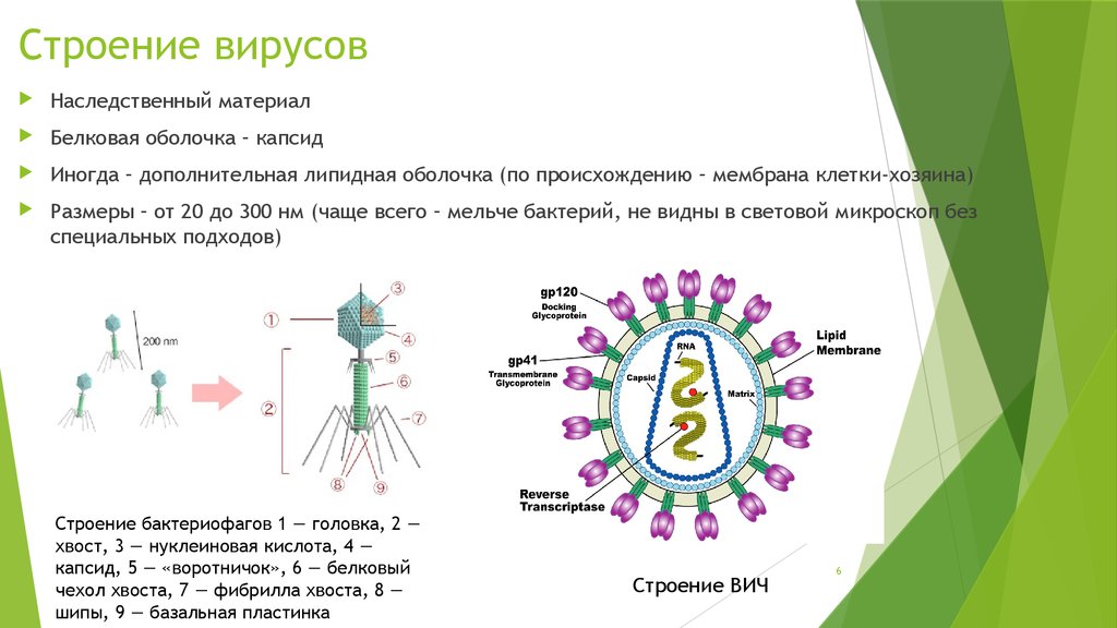 Биология 8 вирусы. Строение вируса оболочка капсид. Схема строения вируса биология. Строение вируса схема с обозначениями и пояснениями. Строение 5 вирусов.