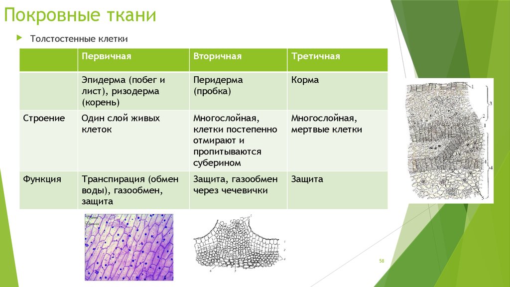 Живой тканью является. Покровная ткань эпидерма. Покровная ткань строение клетки. Покровная ткань строение и функции. Первичная покровная ткань эпидерма характеристика.