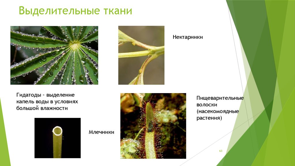 Выделение у растений. Млечники выделительная ткань. Нектарники выделительная ткань. Выделительная ткань растений. Выделительная ткань растений строение.