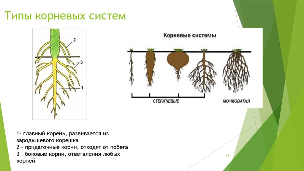 К какому классу относится растение корневая система. Типы корневых систем. Строение корня и типы корневых систем. Типы корневых систем рисунок.