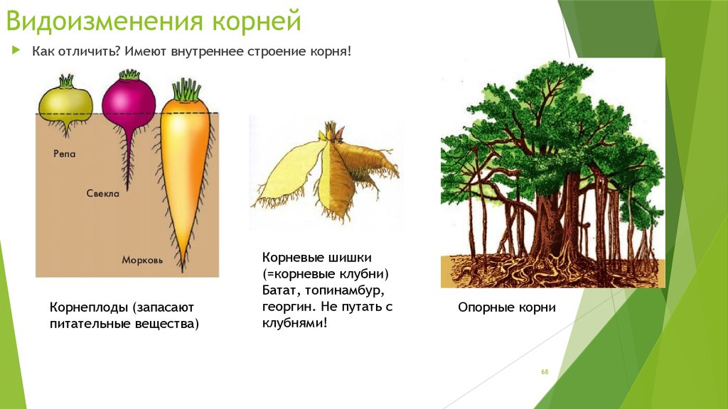 Что относится к видоизмененным корням биология 6. Опорные корни видоизменения корня.