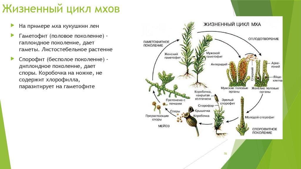 Рассмотрите схему жизненного цикла мха установите соответствие между характеристиками и стадиями