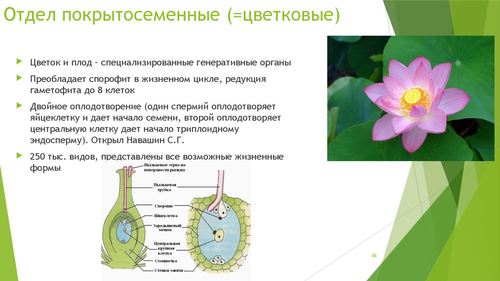Органами размножения у цветка являются. Биология жизненный цикл покрытосеменных. Спорофит покрытосеменных растений. Отдел покрытосеменных (цветковых)растений. Жизненный цикл покрытосеменных растений.