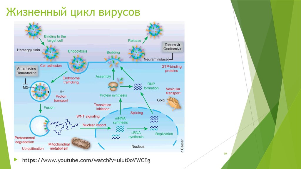 Последовательность жизненного цикла вирусов. Описать цикл развития вируса. Стадии жизненного цикла вируса. Фазы жизненного цикла вируса. Цикл развития вирусов схема.