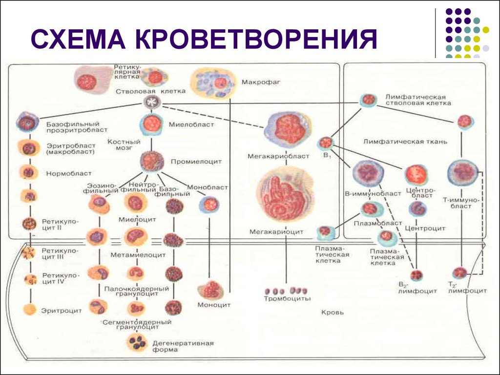 Кроветворение какие органы. Схема образования клеток крови в Красном костном мозге. Схема кроветворения в костном мозге. Схема кроветворения стволовая клетка. Гемопоэз в Красном костном мозге схема.