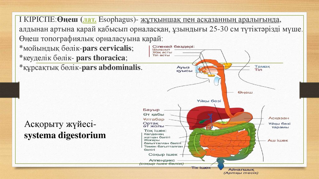 І КІРІСПЕ:Өңеш (лат. Esophagus)- жұтқыншақ пен асқазанның аралығында, алдынан артына қарай қабысып орналасқан, ұзындығы 25-30 см түтіктәрізді мүше.