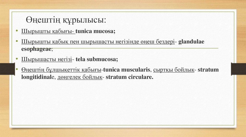 Өңештің құрылысы: