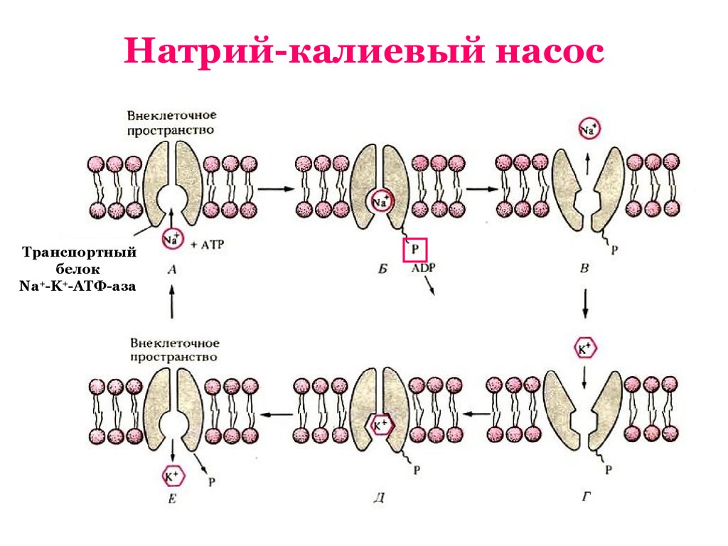 Натрий калиевый насос. Калий натриевый насос схема. Натрий калиевый насос схема. Калий натриевый насос механизм. Механизм работы натрий калиевого насоса.