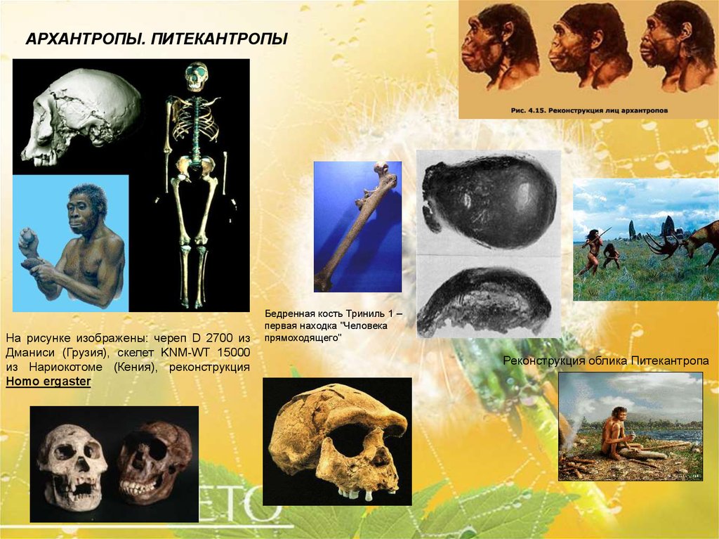 Прогрессивные изменения скелета появились у архантропов. Архантропы представители. Архантропы исторический Возраст. Архантропы образ жизни. Древнейшие люди архантропы.
