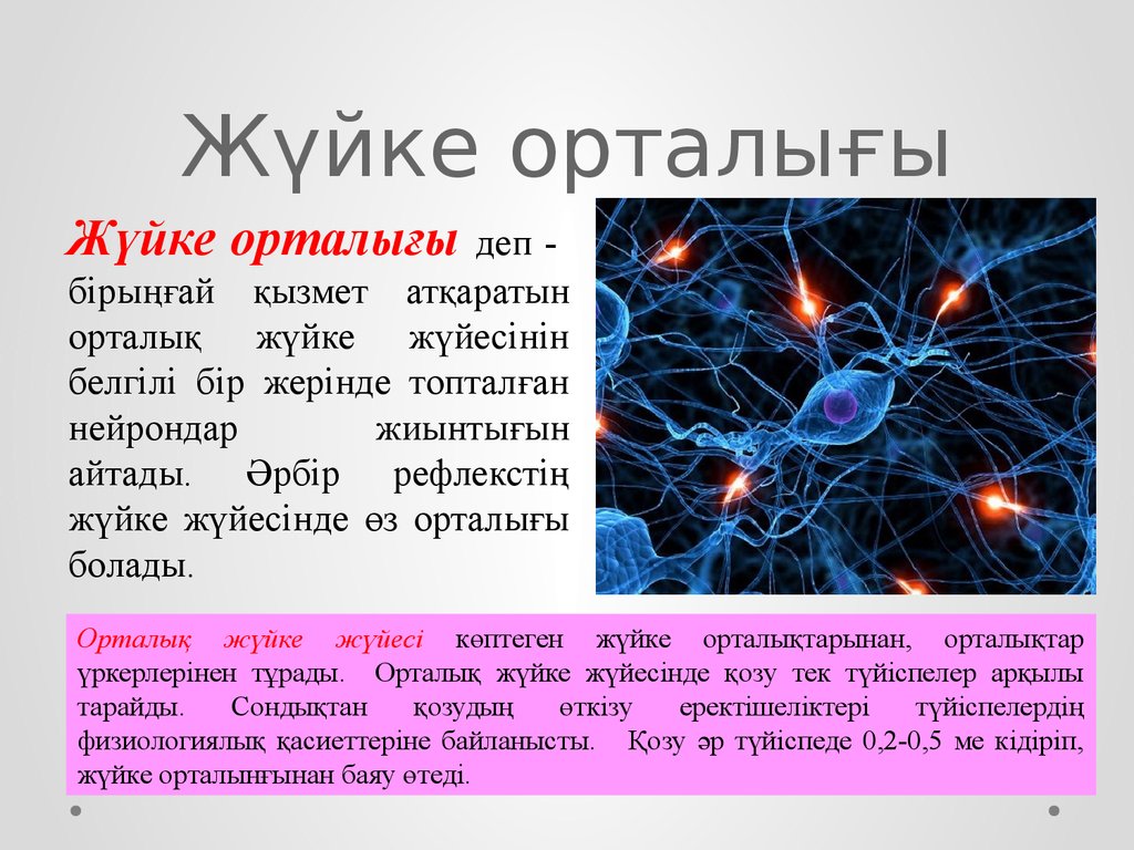 Орталық жүйке жүйесінің құрылысы мен қызметі презентация