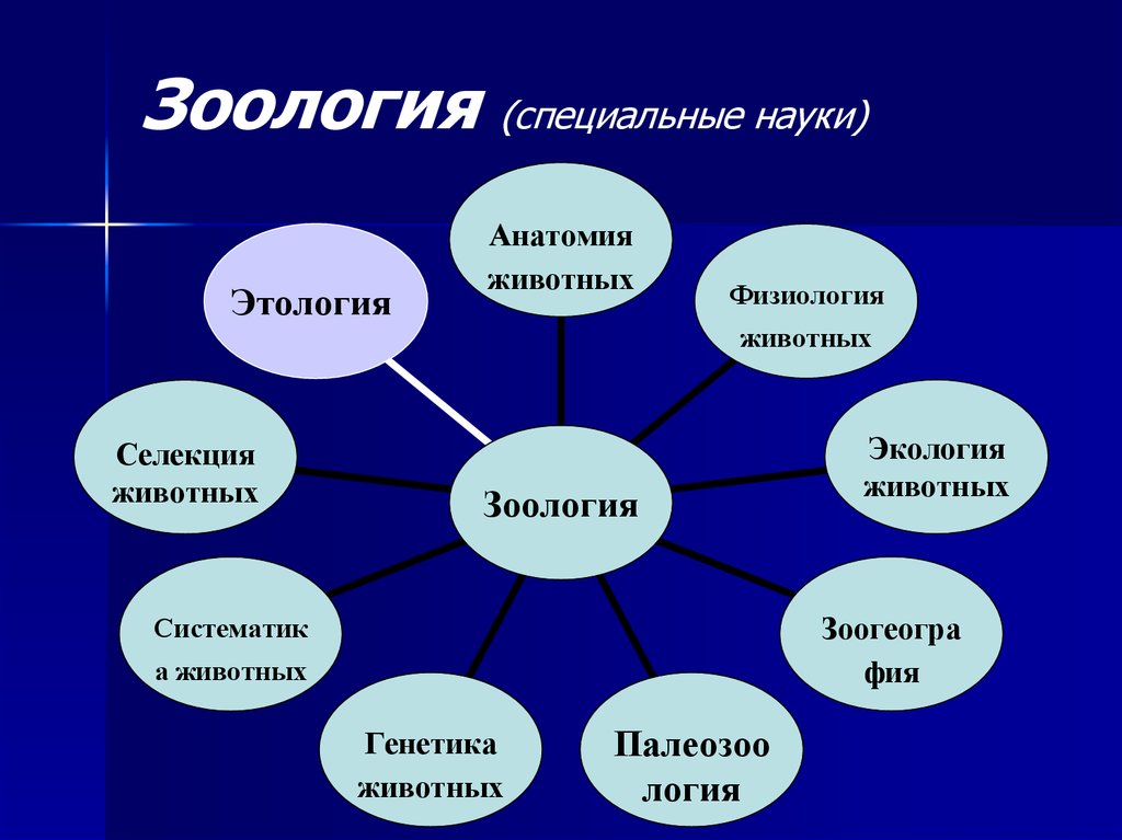 Проект на тему зоология