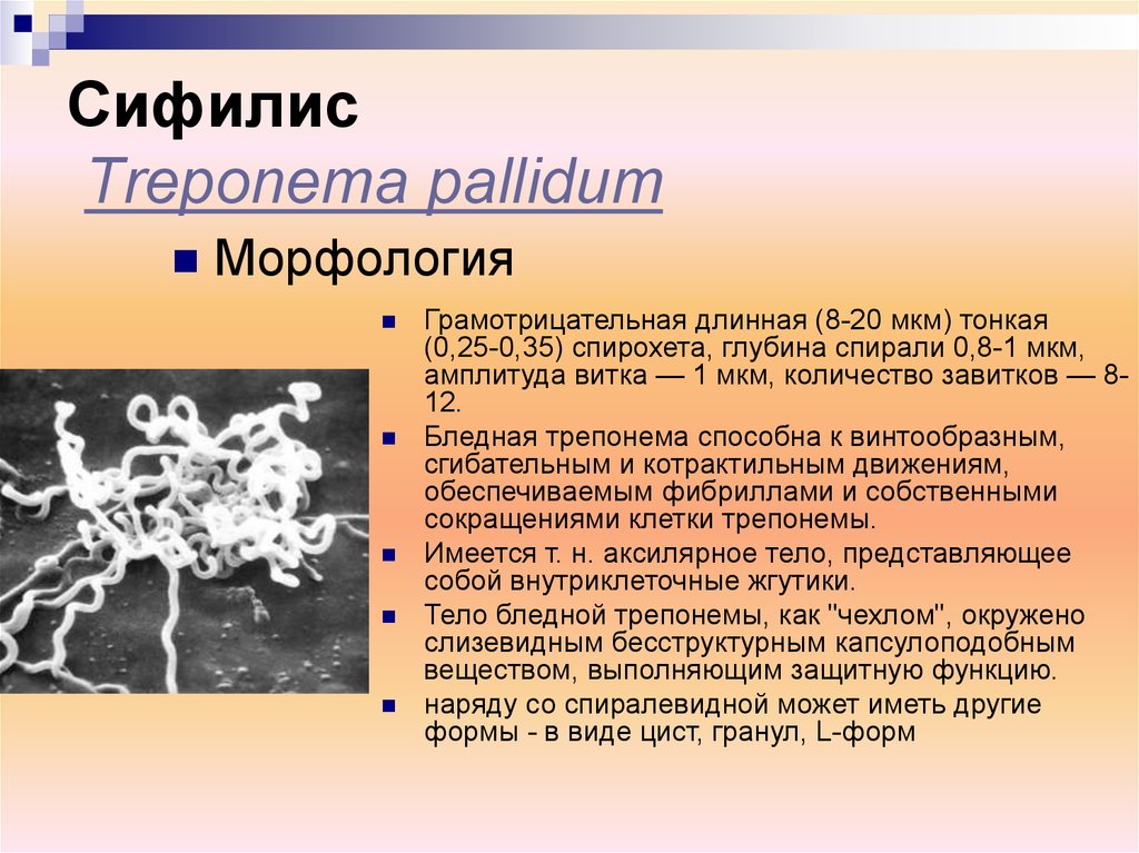 Трепонема микробиология презентация