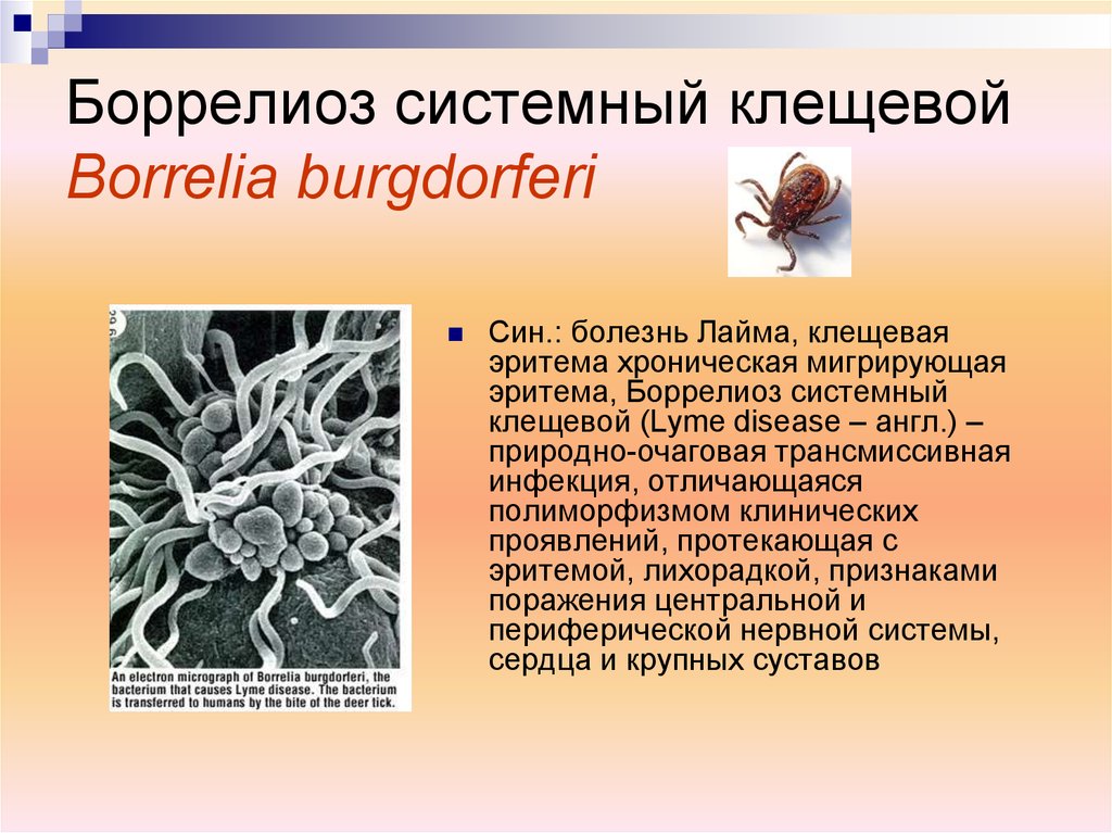 Клещевой боррелиоз фото больных