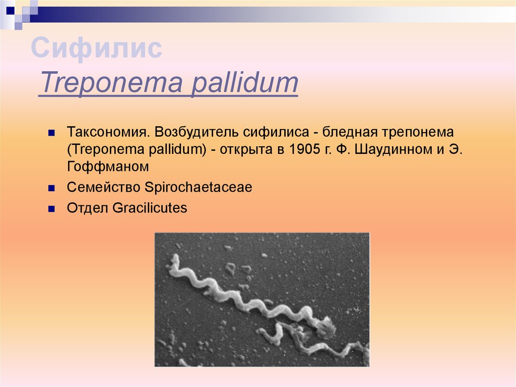 Спирохеты бактерии фото