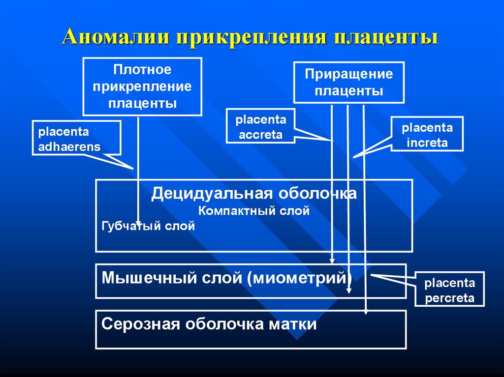 Истинное приращение. Аномалии прикрепления плаценты классификация. Полное плотное прикрепление плаценты классификация. Плотное прикрепление плаценты. Приращение плаценты классификация.