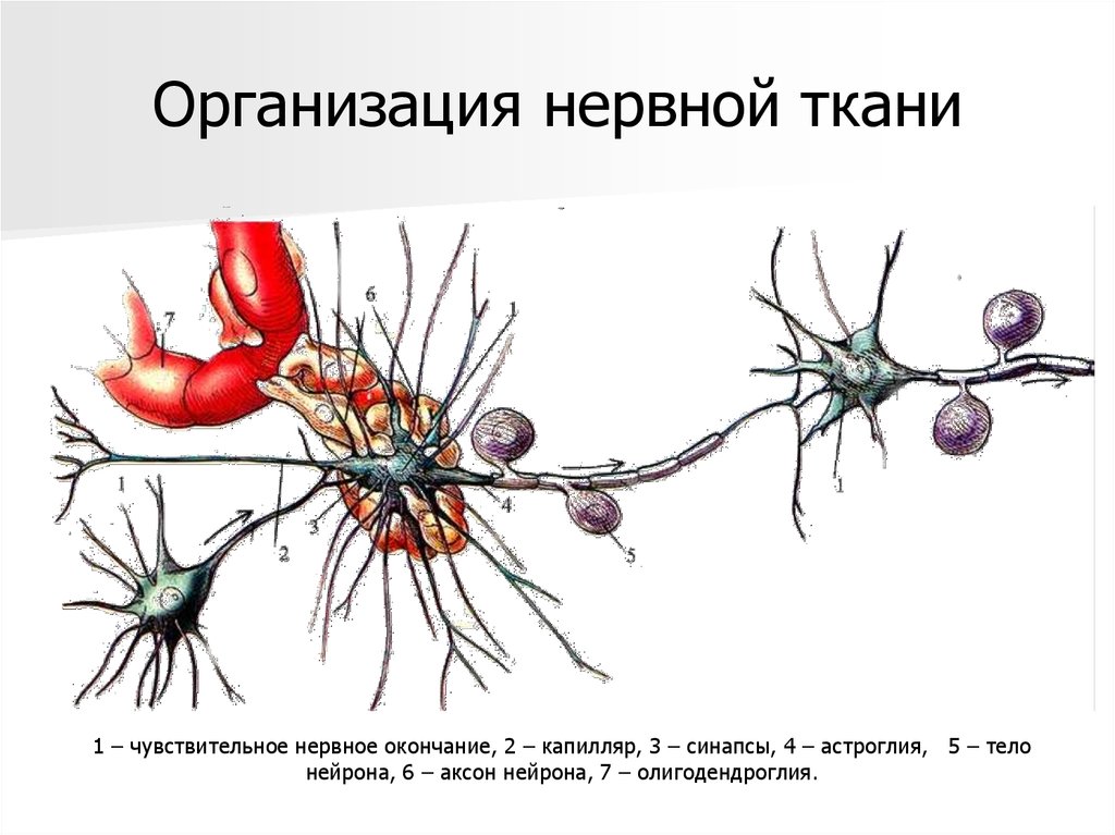 Нервные узлы и нейрон. Нервная ткань Нейроны и нейроглия рисунок. Строение нейрона и нейроглии. Нейрон Аксон нервная система нервная ткань. Нервная ткань строение синапс.