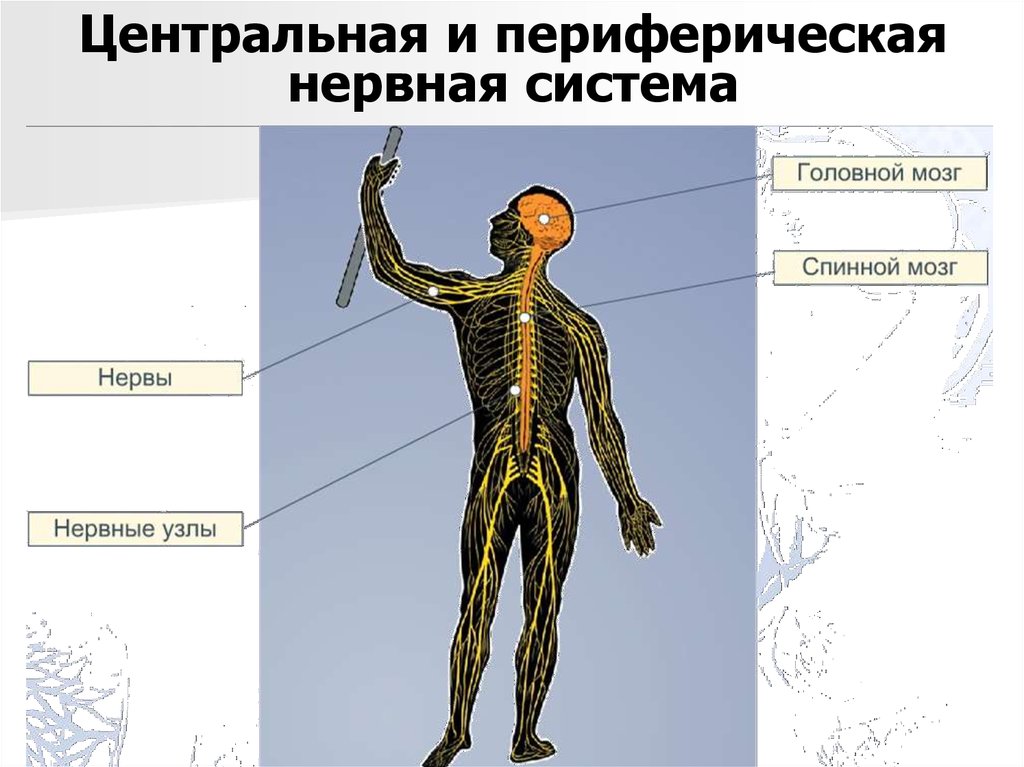 Органы периферической нервной системы человека. ПНС нервная система схема. Периферическая нервная система. ЦНС И периферическая нервная система. Центральная нервная система и периферическая нервная.