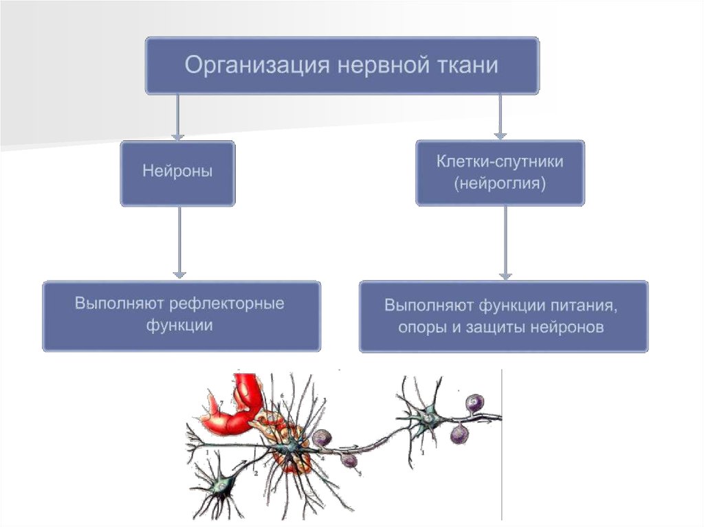 Примеры нервных клеток. Классификация нервной ткани схема. Строение нервной ткани таблица. Тканевые элементы органов нервной системы таблица. Схема классификации нейронов и клеток глии.