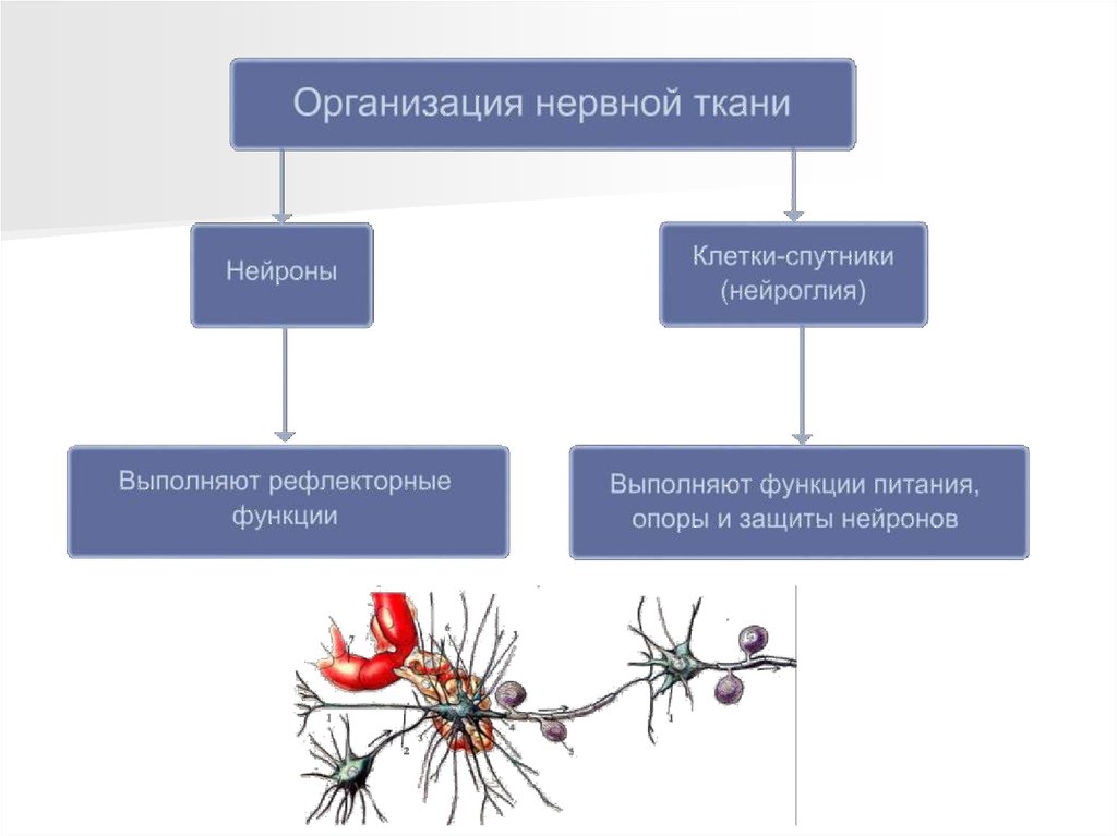 Выполняемые функции нервной