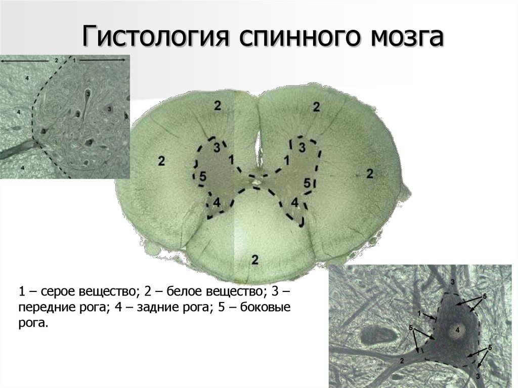 Спинной мозг гистология рисунок