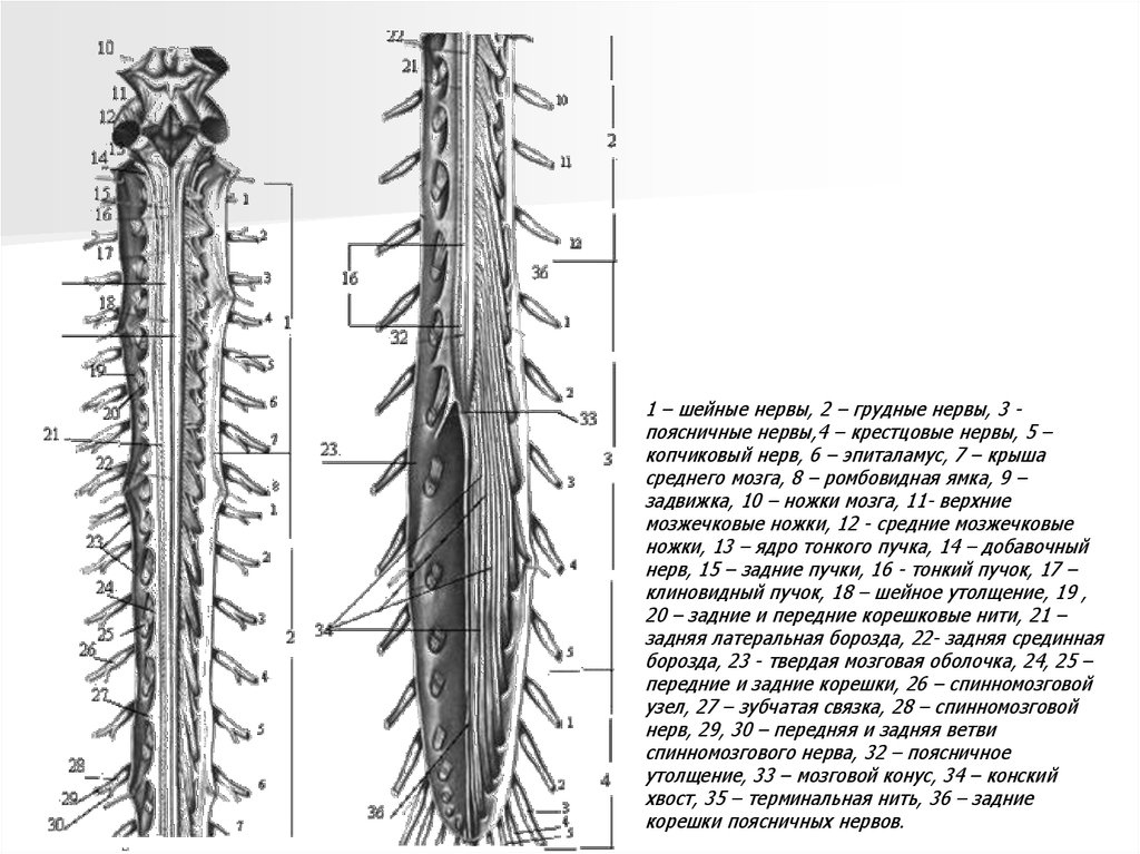 Строение спинного мозга нерва. Строение Корешков спинномозговых нервов. Корешки спинномозговых нервов схема. Задние корешки спинномозговые нервы. Спинномозговые нервы анатомия позвоночник.