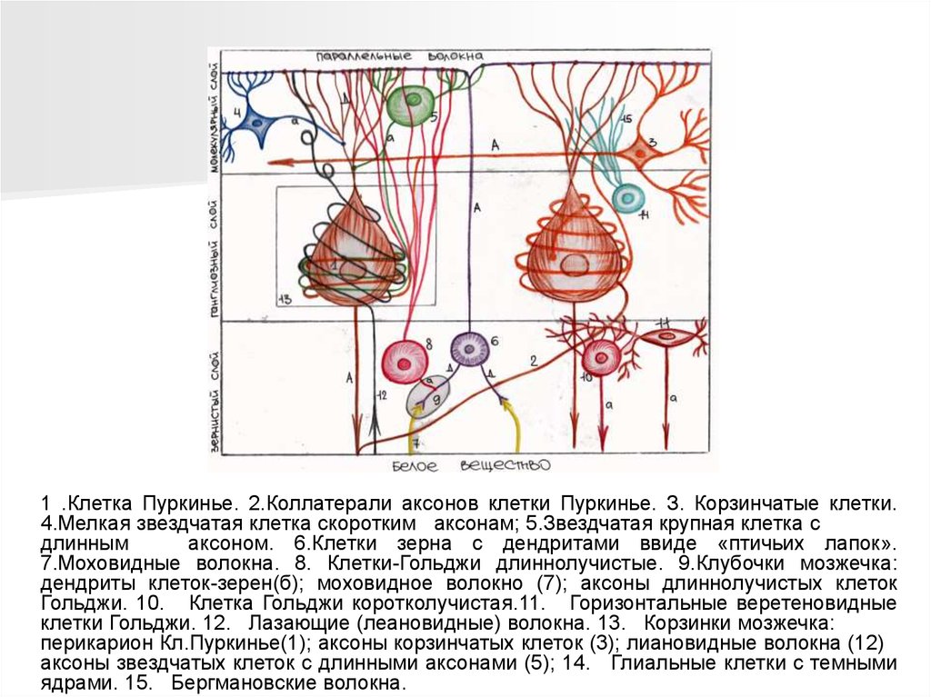 Кора мозжечка гистология схема