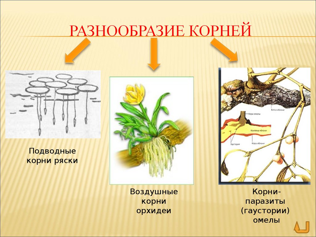 Воздушное питание корня. Разнообразные корни растений.