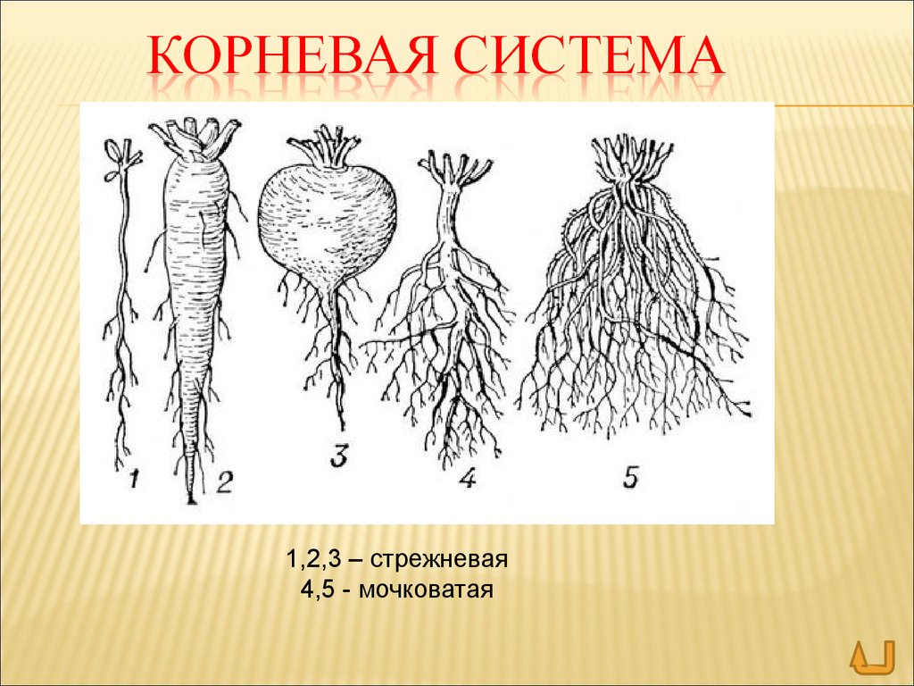 Корневые корни у каких растений. Мочковатая корневая система у моркови. Корни мочковатой корневой системы. Корневая и мочковатая корневая система.